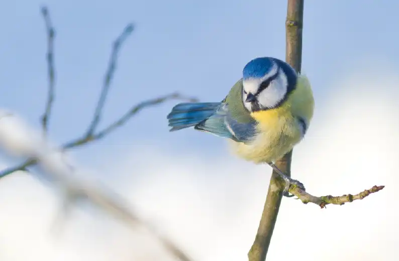 mésange sur une branche d'arbre